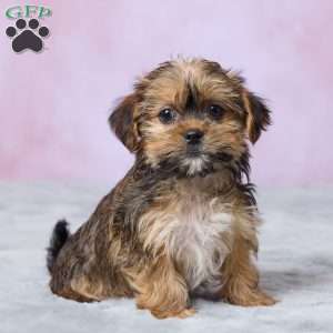 Archie, Shorkie Puppy